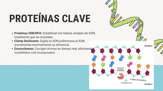 Replicación del ADN: filminas explicativas | PDF