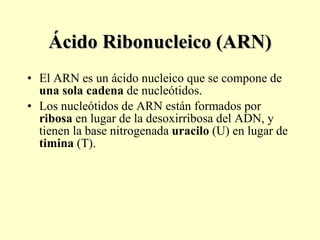 Ácido Ribonucleico (ARN) El ARN es un ácido nucleico que se compone de  una sola cadena  de nucleótidos.  Los nucleótidos de ARN están formados por  ribosa  en lugar de la desoxirribosa del ADN, y tienen la base nitrogenada  uracilo  (U) en lugar de  timina  (T). 
