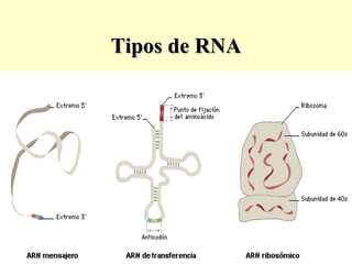 Tipos de RNA 