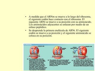 A medida que el ARNm se mueve a lo largo del ribosoma, el siguiente codón hace contacto con el ribosoma. El siguiente ARNt se mueve a su posición con su aminoácido. Los aminoácidos adyacentes se enlazan por medio de un enlace peptídico. Se desprende la primera molécula de ARNt. El siguiente codón se mueve a su posición y el siguiente aminoácido se coloca en su posición. 