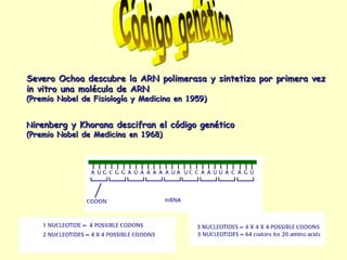 Código genético Severo Ochoa descubre la ARN polimerasa y sintetiza por primera vez  in vitro una molécula de ARN (Premio Nobel de Fisiología y  M edicina en 1959) N irenberg y Khorana descifran el código genético  (Premio Nobel de Medicina en 1968) 