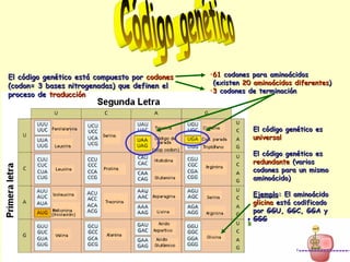 Código genético El código genético está compuesto por  codones  (codon= 3 bases nitrogenadas) que definen el proceso de  traducción 61   codones para aminoácidos  (existen  20 aminoácidos diferentes ) 3   codones de terminación El código genético es  universal El código genético es  redundante  (varios codones para un mismo aminoácido) Ejemplo : El aminoácido  glicina  está codificado por GGU, GGC, GGA y GGG  