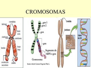 CROMOSOMAS 