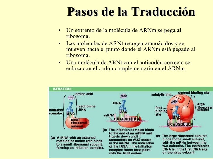 Adn, replica, transcr, traducc