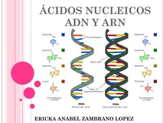ÁCIDOS NUCLEICOS
ADN Y ARN

ERICKA ANABEL ZAMBRANO LOPEZ

 