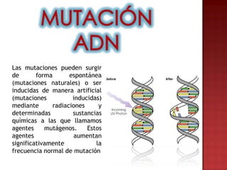 Las mutaciones pueden surgir
de       forma       espontánea
(mutaciones naturales) o ser
inducidas de manera artificial
(mutaciones           inducidas)
mediante       radiaciones     y
determinadas          sustancias
químicas a las que llamamos
agentes     mutágenos.     Estos
agentes               aumentan
significativamente            la
frecuencia normal de mutación
 