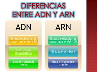 ADN                    ARN
El peso molecular es   El peso molecular es
mayor que el del ARN   menor que el del ADN


    El azúcar es
                        El azúcar es ribosa
   desoxirribosa


 Base nitrogenada        Base nitrogenada
      timina                  uracilo
 