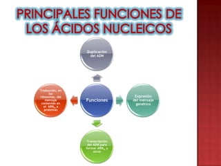 Duplicación
                  del ADN




Traducción, en
      los
ribosomas, del                     Expresión
    mensaje      Funciones        del mensaje
 contenido en                       genético
   el ARNm a
   proteinas




                  Transcripción
                  del ADN para
                 formar ARNm y
                      otros
 