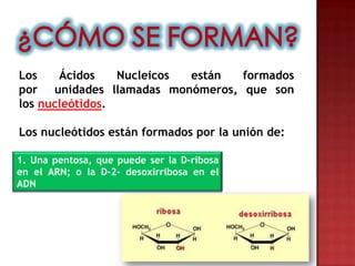 Los    Ácidos    Nucleicos están formados
por unidades llamadas monómeros, que son
los nucleótidos.

Los nucleótidos están formados por la unión de:

1. Una pentosa, que puede ser la D-ribosa
en el ARN; o la D-2- desoxirribosa en el
ADN
 