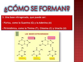 3. Una base nitrogenada, que puede ser:

- Púrica, como la Guanina (G) y la Adenina (A)

- Pirimidínica, como la Timina (T), Citosina (C) y Uracilo (U)
 