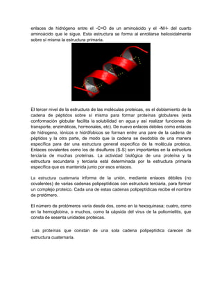 enlaces de hidrógeno entre el -C=O de un aminoácido y el -NH- del cuarto
aminoácido que le sigue. Esta estructura se forma al enrollarse helicoidalmente
sobre sí misma la estructura primaria.
El tercer nivel de la estructura de las moléculas proteicas, es el doblamiento de la
cadena de péptidos sobre sí misma para formar proteínas globulares (esta
conformación globular facilita la solubilidad en agua y así realizar funciones de
transporte, enzimáticas, hormonales, etc). De nuevo enlaces débiles como enlaces
de hidrogeno, iónicos e hidrófobicos se forman entre una pare de la cadena de
péptidos y la otra parte, de modo que la cadena se desdobla de una manera
específica para dar una estructura general especifica de la molécula proteica.
Enlaces covalentes como los de disulfuros (S-S) son importantes en la estructura
terciaria de muchas proteínas. La actividad biológica de una proteína y la
estructura secundaria y terciaria está determinada por la estructura primaria
específica que es mantenida junto por esos enlaces.
La estructura cuaternaria informa de la unión, mediante enlaces débiles (no
covalentes) de varias cadenas polipeptídicas con estructura terciaria, para formar
un complejo proteico. Cada una de estas cadenas polipeptídicas recibe el nombre
de protómero.
El número de protómeros varía desde dos, como en la hexoquinasa; cuatro, como
en la hemoglobina, o muchos, como la cápsida del virus de la poliomielitis, que
consta de sesenta unidades proteicas.
Las proteínas que constan de una sola cadena polipeptídica carecen de
estructura cuaternaria.
 