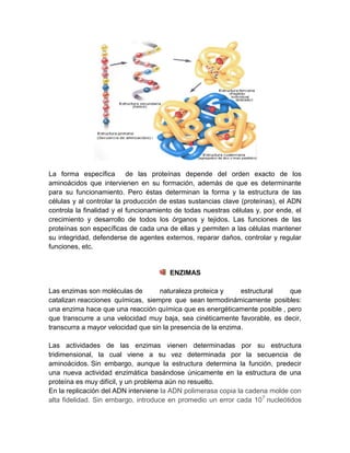 La forma específica de las proteínas depende del orden exacto de los
aminoácidos que intervienen en su formación, además de que es determinante
para su funcionamiento. Pero éstas determinan la forma y la estructura de las
células y al controlar la producción de estas sustancias clave (proteínas), el ADN
controla la finalidad y el funcionamiento de todas nuestras células y, por ende, el
crecimiento y desarrollo de todos los órganos y tejidos. Las funciones de las
proteínas son específicas de cada una de ellas y permiten a las células mantener
su integridad, defenderse de agentes externos, reparar daños, controlar y regular
funciones, etc.
ENZIMAS
Las enzimas son moléculas de naturaleza proteica y estructural que
catalizan reacciones químicas, siempre que sean termodinámicamente posibles:
una enzima hace que una reacción química que es energéticamente posible , pero
que transcurre a una velocidad muy baja, sea cinéticamente favorable, es decir,
transcurra a mayor velocidad que sin la presencia de la enzima.
Las actividades de las enzimas vienen determinadas por su estructura
tridimensional, la cual viene a su vez determinada por la secuencia de
aminoácidos. Sin embargo, aunque la estructura determina la función, predecir
una nueva actividad enzimática basándose únicamente en la estructura de una
proteína es muy difícil, y un problema aún no resuelto.
En la replicación del ADN interviene la ADN polimerasa copia la cadena molde con
alta fidelidad. Sin embargo, introduce en promedio un error cada 107
nucleótidos
 