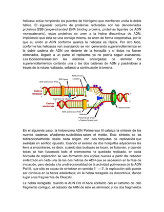 helicasa actúa rompiendo los puentes de hidrógeno que mantienen unida la doble
hélice. El siguiente conjunto de proteínas reclutadas son las denominadas
proteínas SSB (single-stranded DNA binding proteins, proteínas ligantes de ADN
monocatenario), estas proteínas se unen a la hebra discontinua de ADN,
impidiendo que ésta se una consigo misma, se unen de forma cooperativa, por lo
que su unión al ADN conforme avanza la helicasa es rápida. Por otro lado,
conforme las helicasas van avanzando se van generando superenrollamientos en
la doble cadena de ADN por delante de la horquilla y si éstos no fueran
eliminados, llegado a un punto el replisoma ya no podría seguir avanzando.
Las topoisomerasas son las enzimas encargadas de eliminar los
superenrollamientos cortando una o las dos cadenas de ADN y pasándolas a
través de la rotura realizada, sellando a continuación la brecha.
En el siguiente paso, la holoenzima ADN Polimerasa III cataliza la síntesis de las
nuevas cadenas añadiendo nucleótidos sobre el molde. Esta síntesis se da
bidireccionalmente desde cada origen, con dos horquillas de replicación que
avanzan en sentido opuesto. Cuando el avance de dos horquillas adyacentes las
lleva a encontrarse, es decir, cuando dos burbujas se tocan, se fusionan, y cuando
todas se han fusionado todo el cromosoma ha quedado replicado. en cada
horquilla de replicación se van formando dos copias nuevas a partir del cebador
sintetizado en cada una de las dos hebras de ADN que se separaron en la fase de
iniciación, pero debido a la unidireccionalidad de la actividad polimerasa de la ADN
Pol III, que sólo es capaz de sintetizar en sentido 5´ → 3', la replicación sólo puede
ser continua en la hebra adelantada; en la hebra rezagada es discontinua, dando
lugar a los fragmentos de Okazaki.
La hebra rezagada, cuando la ADN Pol III hace contacto con el extremo de otro
fragmento contiguo, el cebador de ARN de éste es eliminado y los dos fragmentos
 