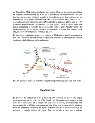 de Okazaki de ADN recién sintetizado son unidos. Una vez se han juntado todos
se completa la doble hélice de ADN. En la eliminación del fragmento de Okazaki
(también denominado iniciador, cebador o primer) intervienen dos enzimas: por un
lado la ADN Pol I, que va eliminando el ARN con su actividad exonucleasa 5' → 3'
y simultáneamente rellenando con ADN mediante su actividad polimerasa 5' → 3'
(proceso denominado nick-traslation), por otra parte, , la ADN ligasa sella esa
rotura catalizando la reacción de condensación entre el grupo fosfato y el OH de
la desoxirribosa del nucleótido contiguo, completando el enlace fosfodiéster; para
ello, es preciso hidrolizar una molécula de ATP.
El final de la replicación se produce cuando la ADN polimerasa III se encuentra
con una secuencia de terminación. Se produce entonces el desacople de todo el
replisoma y la finalización de la replicación.
El ADN es usado como un modelo o una plantilla para la producción de más ADN.
TRANSCRIPCIÓN
El proceso de síntesis de ARN o transcripción, consiste en hacer una copia
complementaria de un trozo de ADN. El ARN se diferencia estructuralmente del
ADN en el azúcar, que es la ribosa y en una base, el uracilo, que reemplaza a la
timina. Además el ARN es una cadena sencilla. Para que la transcripción funcione
bien, es necesario identificar de alguna manera cuándo el proceso debería de
empezar y cuándo debería de parar. Esto es llevado a cabo por proteínas
 