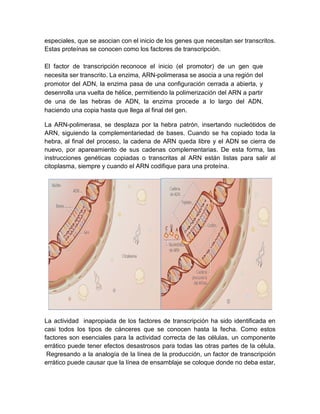 especiales, que se asocian con el inicio de los genes que necesitan ser transcritos.
Estas proteínas se conocen como los factores de transcripción.
El factor de transcripción reconoce el inicio (el promotor) de un gen que
necesita ser transcrito. La enzima, ARN-polimerasa se asocia a una región del
promotor del ADN, la enzima pasa de una configuración cerrada a abierta, y
desenrolla una vuelta de hélice, permitiendo la polimerización del ARN a partir
de una de las hebras de ADN, la enzima procede a lo largo del ADN,
haciendo una copia hasta que llega al final del gen.
La ARN-polimerasa, se desplaza por la hebra patrón, insertando nucleótidos de
ARN, siguiendo la complementariedad de bases. Cuando se ha copiado toda la
hebra, al final del proceso, la cadena de ARN queda libre y el ADN se cierra de
nuevo, por apareamiento de sus cadenas complementarias. De esta forma, las
instrucciones genéticas copiadas o transcritas al ARN están listas para salir al
citoplasma, siempre y cuando el ARN codifique para una proteína.
La actividad inapropiada de los factores de transcripción ha sido identificada en
casi todos los tipos de cánceres que se conocen hasta la fecha. Como estos
factores son esenciales para la actividad correcta de las células, un componente
errático puede tener efectos desastrosos para todas las otras partes de la célula.
Regresando a la analogía de la línea de la producción, un factor de transcripción
errático puede causar que la línea de ensamblaje se coloque donde no deba estar,
 
