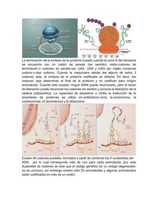 La terminación de la síntesis de la proteína sucede cuando la zona A del ribosoma
se encuentra con un codón de parada (sin sentido); estos codones de
terminación o codones de parada son UAA, UGA y UAG (en inglés, nonsense
codons o stop codons). Cuando la maquinaria celular lee alguno de estos 3
codones stop, la síntesis de la proteína codificada se detiene. Es decir, los
codones stop determinan el final de la proteína y no codifican para ningún
aminoácido. Cuando esto sucede, ningún ARNt puede reconocerlo, pero el factor
de liberación puede reconocer los codones sin sentido y provoca la liberación de la
cadena polipeptídica. La capacidad de desactivar o inhibir la traducción de la
biosíntesis de proteínas se utiliza en antibióticos como la anisomicina, la
cicloheximida, el cloranfenicol y la tetraciclina.
Existen 64 codones posibles, formados a partir de combinar los 4 nucleótidos del
ADN, por lo cual corresponde más de uno para cada aminoácido (por esta
duplicidad de codones se dice que el código genético es un código degenerado:
no es unívoco), sin embargo existen sólo 20 aminoácidos y algunos aminoácidos
están codificados en más de un codón.
 