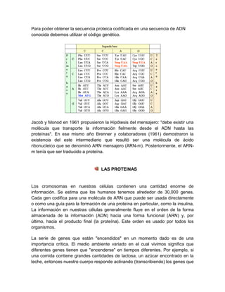 Para poder obtener la secuencia proteica codificada en una secuencia de ADN
conocida debemos utilizar el código genético.
Jacob y Monod en 1961 propusieron la Hipótesis del mensajero: "debe existir una
molécula que transporte la información fielmente desde el ADN hasta las
proteínas". En ese mismo año Brenner y colaboradores (1961) demostraron la
existencia del este intermediario que resultó ser una molécula de ácido
ribonucleico que se denominó ARN mensajero (ARN-m). Posteriormente, el ARN-
m tenía que ser traducido a proteína.
LAS PROTEINAS
Los cromosomas en nuestras células contienen una cantidad enorme de
información. Se estima que los humanos tenemos alrededor de 30,000 genes.
Cada gen codifica para una molécula de ARN que puede ser usada directamente
o como una guía para la formación de una proteína en particular, como la insulina.
La información en nuestras células generalmente fluye en el orden de la forma
almacenada de la información (ADN) hacia una forma funcional (ARN) y, por
último, hacia el producto final (la proteína). Este orden es usado por todos los
organismos.
La serie de genes que están "encendidos" en un momento dado es de una
importancia crítica. El medio ambiente variado en el cual vivimos significa que
diferentes genes tienen que "encenderse" en tiempos diferentes. Por ejemplo, si
una comida contiene grandes cantidades de lactosa, un azúcar encontrado en la
leche, entonces nuestro cuerpo responde activando (transcribiendo) los genes que
 