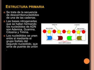 ESTRUCTURA PRIMARIA
 Se trata de la secuencia
de desoxirribonucleótidos
de una de las cadenas.
 Las bases nitrogenadas
que se hallan formando
los nucleótidos de ADN
son Adenina, Guanina,
Citosina y Timina.
 Los nucleótidos se unen
entre sí mediante el
grupo fosfato del
segundo nucleótido, que
sirve de puente de unión
.
 
