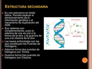 ESTRUCTURA SECUNDARIA
 Es una estructura en doble
hélice. Permite explicar el
almacenamiento de la
información genética y el
mecanismo de duplicación del
ADN.
 Sus cadenas son
complementarias, pues la
adenina de una se une a la
timina de la otra, y la guanina de
una a la citosina de la otra.
 Las bases enfrentadas son las
que constituyen los Puentes de
Hidrógeno.
 Adenina forma dos puentes de
hidrógeno con Timina.
 Guanina forma tres puentes de
hidrógeno con Citosina.
 