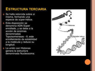 ESTRUCTURA TERCIARIA
 Se halla retorcida sobre sí
misma, formando una
especie de súper-hélice.
 Esta disposición se
denomina ADN Súper
enrollado, y se debe a la
acción de enzimas
denominadas
Topoisomerasas - II, este
enrollamiento da estabilidad
a la molécula y reduce su
longitud.
 La unión con Histonas
genera la estructura
denominada Nucleosoma.
 