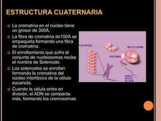 ESTRUCTURA CUATERNARIA
 La cromatina en el núcleo tiene
un grosor de 300Å.
 La fibra de cromatina de100Å se
empaqueta formando una fibra
de cromatina.
 El enrollamiento que sufre el
conjunto de nucleosomas recibe
el nombre de Solenoide.
 Los solenoides se enrollan
formando la cromatina del
núcleo interfásico de la célula
eucariota.
 Cuando la célula entra en
división, el ADN se compacta
más, formando los cromosomas.
 