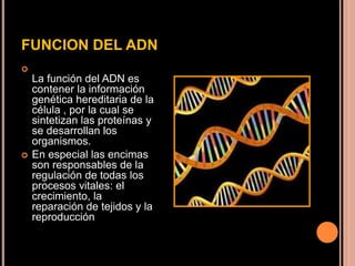 FUNCION DEL ADN

La función del ADN es
contener la información
genética hereditaria de la
célula , por la cual se
sintetizan las proteínas y
se desarrollan los
organismos.
 En especial las encimas
son responsables de la
regulación de todas los
procesos vitales: el
crecimiento, la
reparación de tejidos y la
reproducción
 