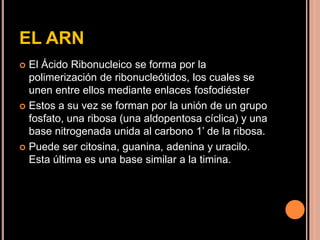 EL ARN
 El Ácido Ribonucleico se forma por la
polimerización de ribonucleótidos, los cuales se
unen entre ellos mediante enlaces fosfodiéster
 Estos a su vez se forman por la unión de un grupo
fosfato, una ribosa (una aldopentosa cíclica) y una
base nitrogenada unida al carbono 1’ de la ribosa.
 Puede ser citosina, guanina, adenina y uracilo.
Esta última es una base similar a la timina.
 