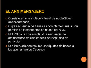 EL ARN MENSAJERO
 Consiste en una molécula lineal de nucleótidos
(monocatenaria)
 Cuya secuencia de bases es complementaria a una
porción de la secuencia de bases del ADN.
 El ARN dicta con exactitud la secuencia de
aminoácidos en una cadena polipeptídica en
particular.
 Las instrucciones residen en tripletes de bases a
las que llamamos Codones.
 