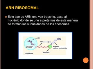ARN RIBOSOMAL
 Este tipo de ARN una vez trascrito, pasa al
nucléolo donde se une a proteínas de esta manera
se forman las subunidades de los ribosomas.
 