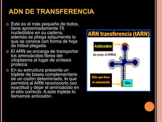ADN DE TRANSFERENCIA
 Este es el más pequeño de todos,
tiene aproximadamente 75
nucleótidos en su cadena,
además se pliega adquiriendo lo
que se conoce con forma de hoja
de trébol plegada.
 El ARN se encarga de transportar
los aminoácidos libres del
citoplasma al lugar de síntesis
proteica.
 En su estructura presenta un
triplete de bases complementario
de un codón determinado, lo que
permitirá al ARN reconocerlo con
exactitud y dejar el aminoácido en
el sitio correcto. A este triplete lo
llamamos anticodón.
 