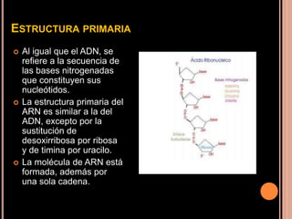 ESTRUCTURA PRIMARIA
 Al igual que el ADN, se
refiere a la secuencia de
las bases nitrogenadas
que constituyen sus
nucleótidos.
 La estructura primaria del
ARN es similar a la del
ADN, excepto por la
sustitución de
desoxirribosa por ribosa
y de timina por uracilo.
 La molécula de ARN está
formada, además por
una sola cadena.
 