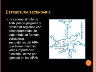 ESTRUCTURA SECUNDARIA
 La cadena simple de
ARN puede plegarse y
presentar regiones con
base apareadas, de
este modo se forman
estructuras
secundarias del ARN,
que tienen muchas
veces importancia
funcional, como por
ejemplo en los ARNt .
 