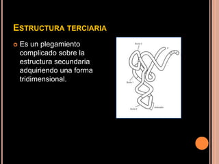 ESTRUCTURA TERCIARIA
 Es un plegamiento
complicado sobre la
estructura secundaria
adquiriendo una forma
tridimensional.
 