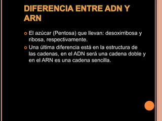  El azúcar (Pentosa) que llevan: desoxirribosa y
ribosa, respectivamente.
 Una última diferencia está en la estructura de
las cadenas, en el ADN será una cadena doble y
en el ARN es una cadena sencilla.
 