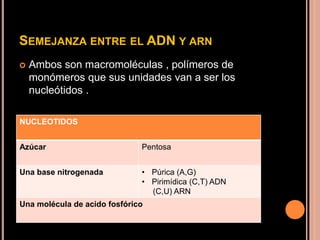 SEMEJANZA ENTRE EL ADN Y ARN
 Ambos son macromoléculas , polímeros de
monómeros que sus unidades van a ser los
nucleótidos .
NUCLEOTIDOS
Azúcar Pentosa
Una base nitrogenada • Púrica (A,G)
• Pirimídica (C,T) ADN
(C,U) ARN
Una molécula de acido fosfórico
 