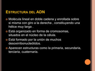 ESTRUCTURA DEL ADN
 Molécula lineal en doble cadena y enrollada sobre
si misma con giro a la derecha , constituyendo una
hélice muy larga .
 Está organizado en forma de cromosomas,
situados en el núcleo de la célula.
 Está formado por la unión de muchos
desoxirribonucleótidos.
 Aparecen estructuras como la primaria, secundaria,
terciaria, cuaternaria.
 