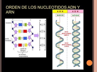 ORDEN DE LOS NUCLEOTIDOS ADN Y
ARN
 