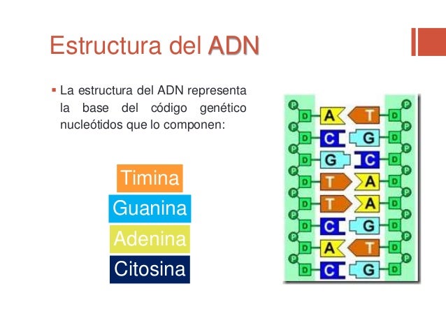 cadenas de adn a arn adn y arn cadenas de adn a arn adn y arn