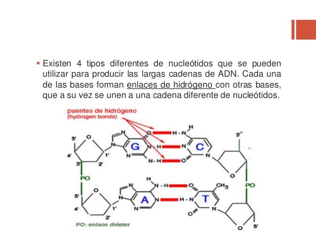 cadenas adn y arn adn y arn cadenas adn y arn adn y arn