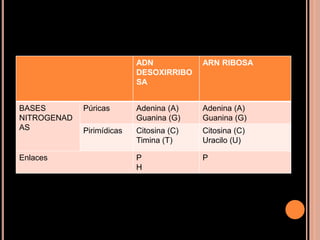 ADN
DESOXIRRIBO
SA
ARN RIBOSA
BASES
NITROGENAD
AS
Púricas Adenina (A)
Guanina (G)
Adenina (A)
Guanina (G)
Pirimídicas Citosina (C)
Timina (T)
Citosina (C)
Uracilo (U)
Enlaces P
H
P
 