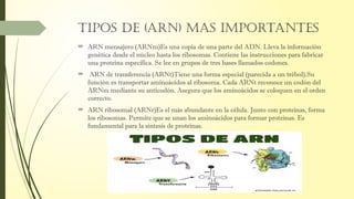 ADN y ARN. Que es el ADNy ARN, funciones etc. | PPTX