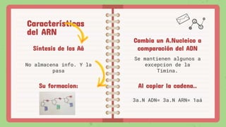 Características
del ARN
Síntesis de los Aá
No almacena info. Y la
pasa
Cambia un A.Nucleico a
comparación del ADN
Se mantienen algunos a
excepcion de la
Timina.
Su formacion: Al copiar la cadena..
3a.N ADN= 3a.N ARN= 1aá
 