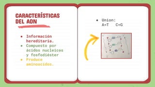 ● Información
hereditaria.
● Compuesto por
ácidos nucleicos
y fosfodiéster
● Produce
aminoacidos.
CARACTERÍSTICAS
DEL ADN ● Union:
A=T C=G
 