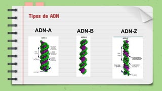 ADN-Z
Tipos de ADN
ADN-BADN-A
 