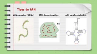 ARN mensajero ( ARNm) ARN ribosomico(ARNr) ARN transferente( ARNt)
Tipos de ARN
 
