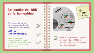 Aplicación del ARN
en la humanidad
Utilización en la
determinación de la
función de los genes.
ARN de
interferencia.
ARNt o ARN de
transferencia, que
transporta aminoácidos
para la síntesis de
proteínas.
ARN ribosomico, ayuda
a leer los ARNm y
catalizar la síntesis
de proteínas.
 