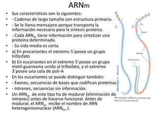 ARNm
• Sus características son la siguientes:
• - Cadenas de largo tamaño con estructura primaria.
• - Se le llama mensajero porque transporta la
información necesaria para la síntesis proteica.
• - Cada ARNm tiene información para sintetizar una
proteína determinada.
• - Su vida media es corta.
• a) En procariontes el extremo 5´posee un grupo
trifosfato
• b) En eucariontes en el extremo 5´posee un grupo
metil-guanosina unido al trifosfato, y el extremo
3´posee una cola de poli-A
• En los eucariontes se puede distinguir también:
• - Exones, secuencias de bases que codifican proteínas
• - Intrones, secuencias sin información.
• Un ARNm de este tipo ha de madurar (eliminación de
intrones) antes de hacerse funcional. Antes de
madurar, el ARNm recibe el nombre de ARN
heterogeneonuclear (ARNhn ).
 