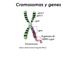 Cromosomas y genes
 