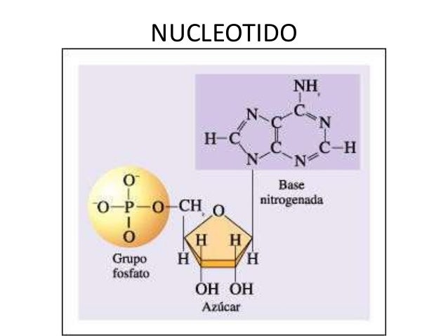 Adn y arn finalmod Adn y arn finalmod