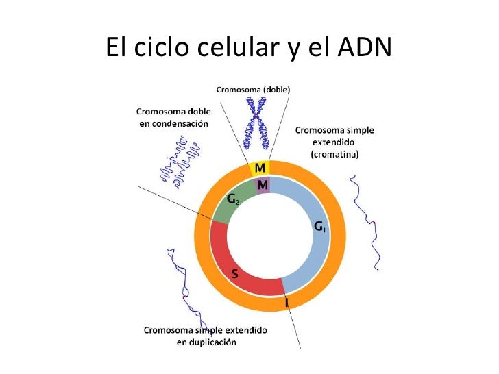 ADN y ciclo celular Crandon 2012 4º1 ADN y ciclo celular Crandon 2012 4º1